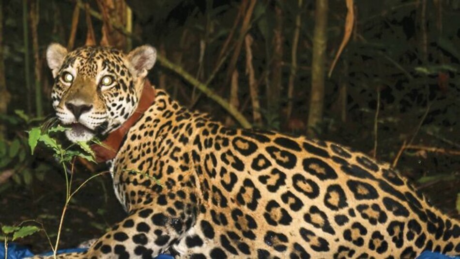 Chucunaque, el primer jaguar con collar GPS