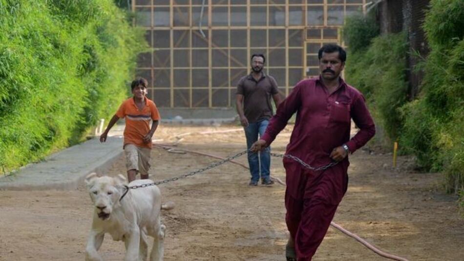 El león como animal de compañía de los ricos