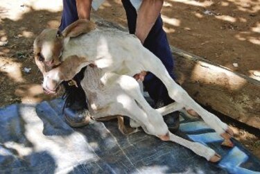 Doble sorpresa en granja veragüense