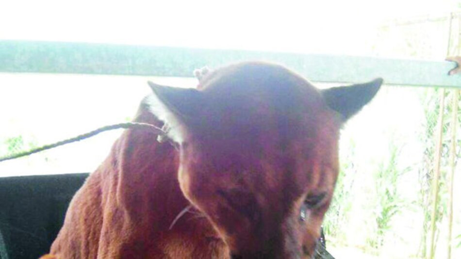 Muerte de puma causa consternación