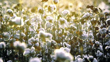 Producción mundial de algodón crecerá 6.9%