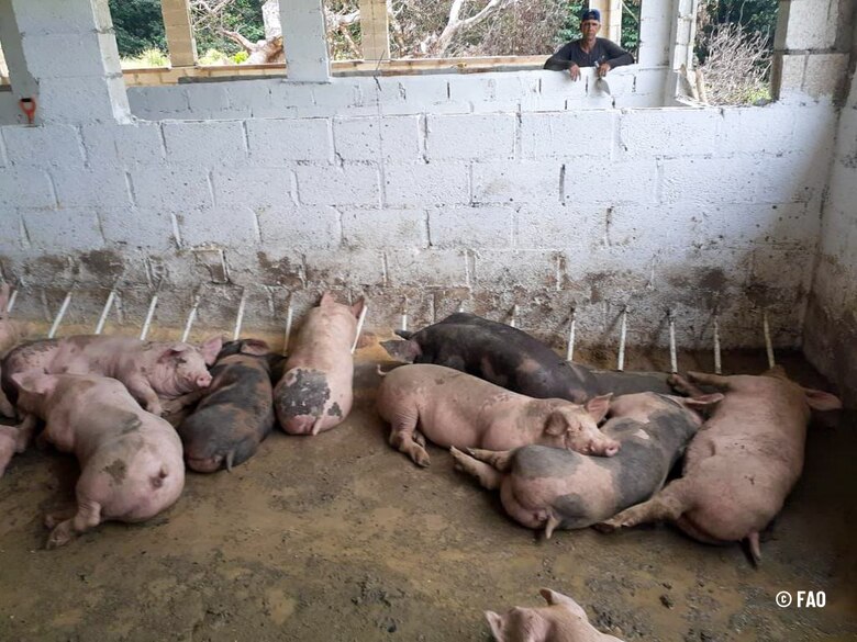 FAO advierte de la grave amenaza que representa la peste porcina africana en la región