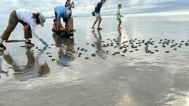 Liberación de tortugas en Punta Chame: una lección de resiliencia y conservación