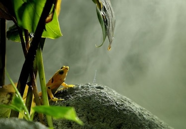 La rana dorada, en cautiverio