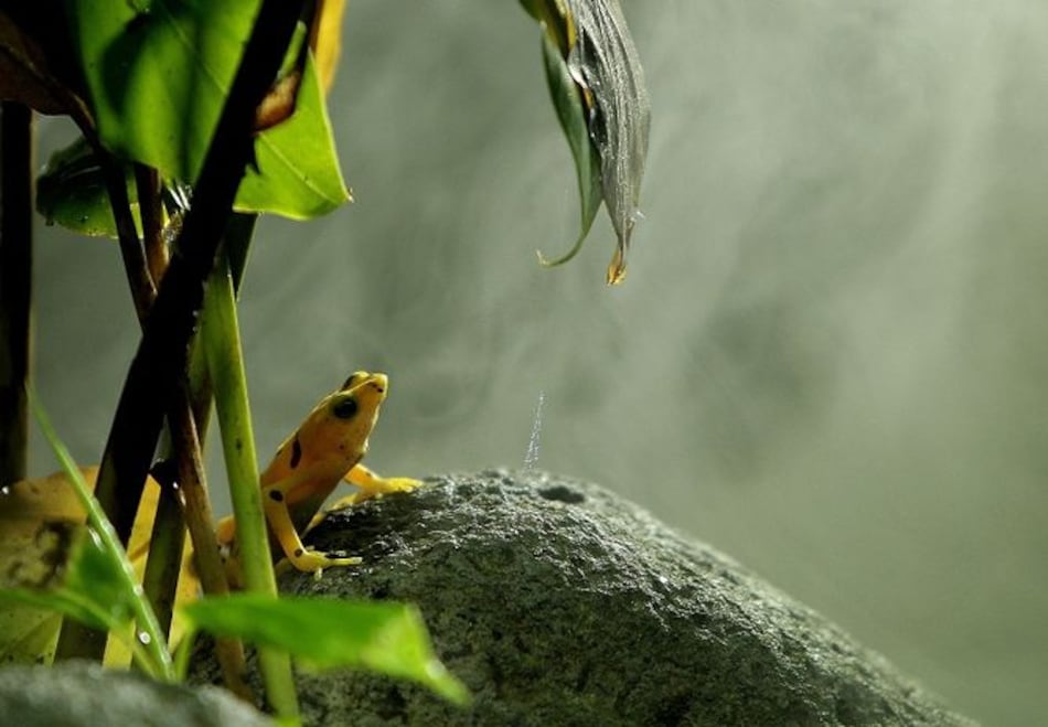 La rana dorada, en cautiverio