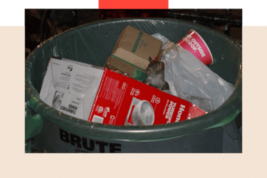 Por qué hay cada vez más ratas en las ciudades