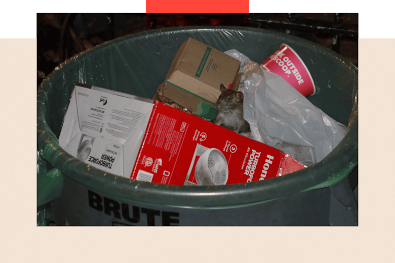 Por qué hay cada vez más ratas en las ciudades