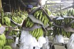 Comercio exterior: Panamá pedirá tratamiento especial en Ronda de Doha