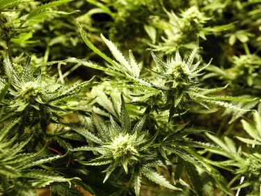 Colorado y Washington marcan una nueva frontera para la marihuana