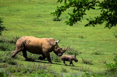 Ale, el nuevo rinoceronte blanco del zoológico de Cuba