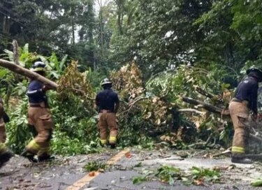 Bomberos: este año se registran al menos 800 árboles caídos a nivel nacional