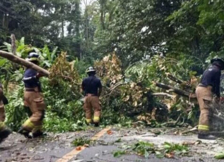 Bomberos: este año se registran al menos 800 árboles caídos a nivel nacional