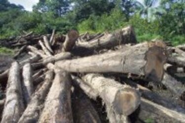 La deforestación causa desastres