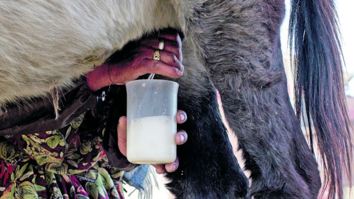 Varias personas llevan decenas de años viviendo de la venta de leche de burra.