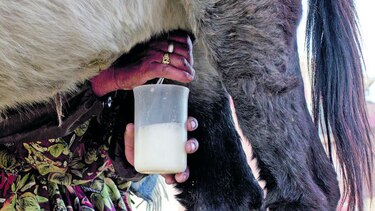 El secreto de la leche de burra
