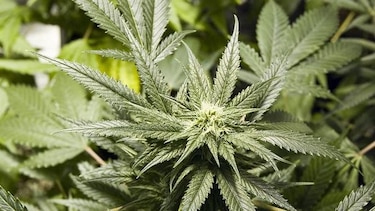 Sopesan dar marihuana a mascotas enfermas