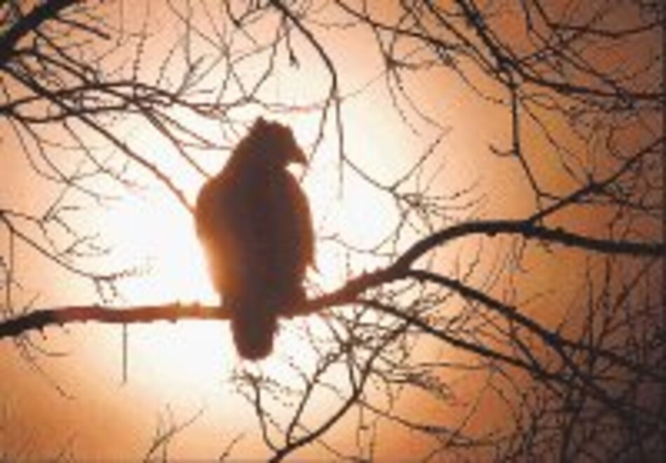 Gengis Khan y su halcón