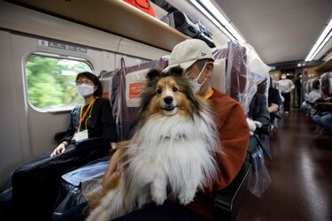 Perros viajan en vagón de tren bala en Japón
