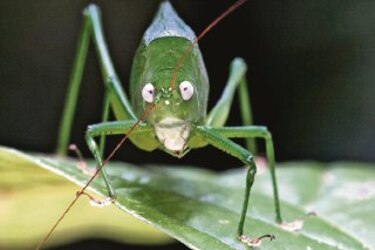 Hallan 200 especies de animales en Papúa