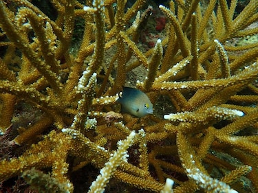 Fósiles de 7,000 años revelan cómo la pesca humana alteró los arrecifes del Caribe