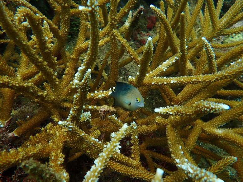 Fósiles de 7,000 años revelan cómo la pesca humana alteró los arrecifes del Caribe