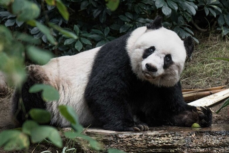 Muere en Hong Kong la panda gigante más vieja en cautiverio