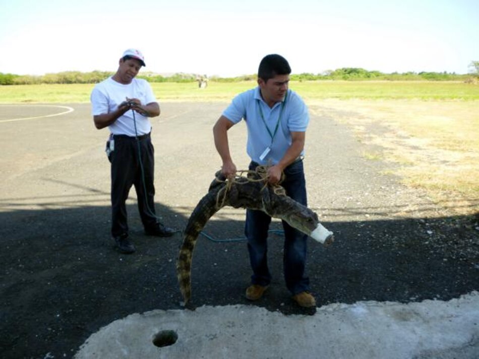 Rescatan caimán en el aeropuerto de Chitré