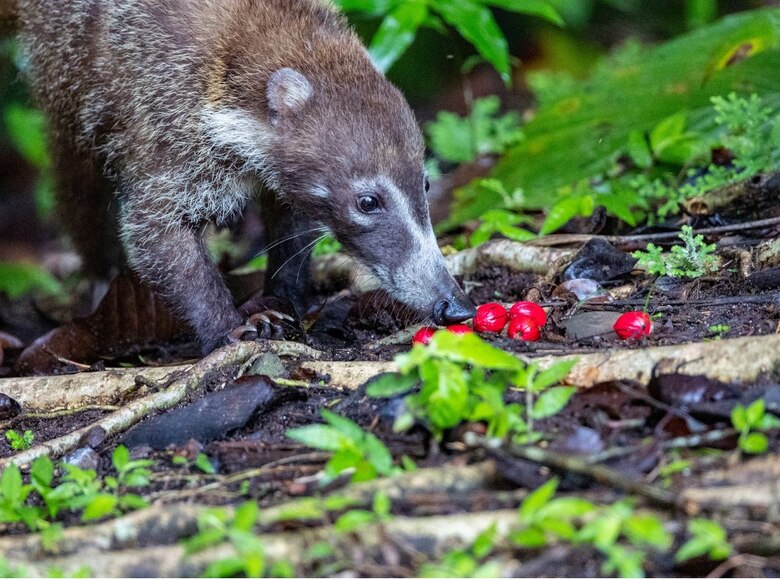 Virola: la reina del bosque