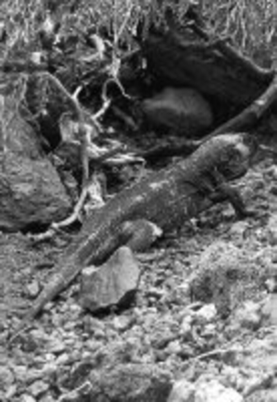 Regresa el gran lagarto