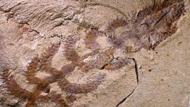 Descubren eslabón en Himalaya