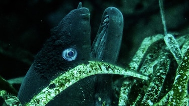 Qué son las ‘pelotas de Neptuno’ cargadas de plásticos que aparecen en las playas