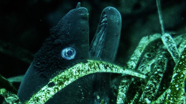 Qué son las ‘pelotas de Neptuno’ cargadas de plásticos que aparecen en las playas
