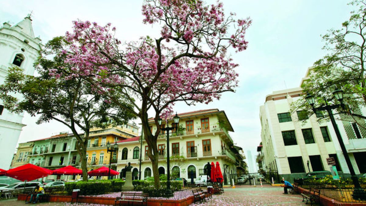 Un roble en la esquina del parque fascina a los visitantes.