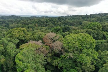 Estudio revela que tormentas eléctricas causan hasta 60% de muertes de árboles tropicales