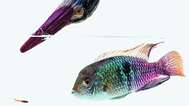 Peces tienen ‘personalidad’