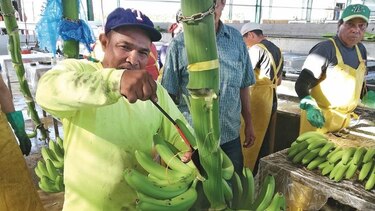 El oro verde vuelve a brillar en Barú