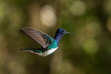 Panamá la Verde y la tentación de la serpiente