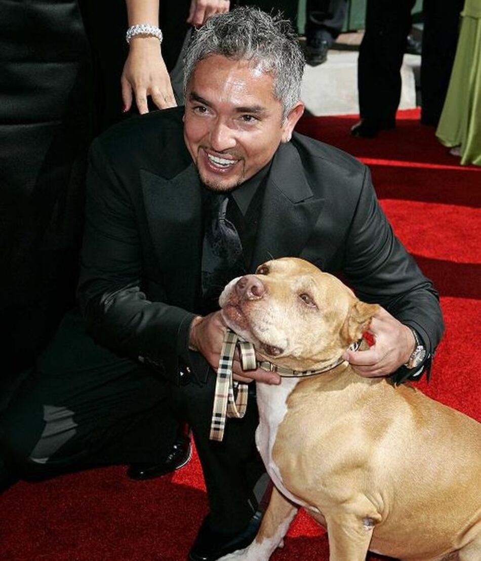 César Millán responde a críticas por ataque a cerdo