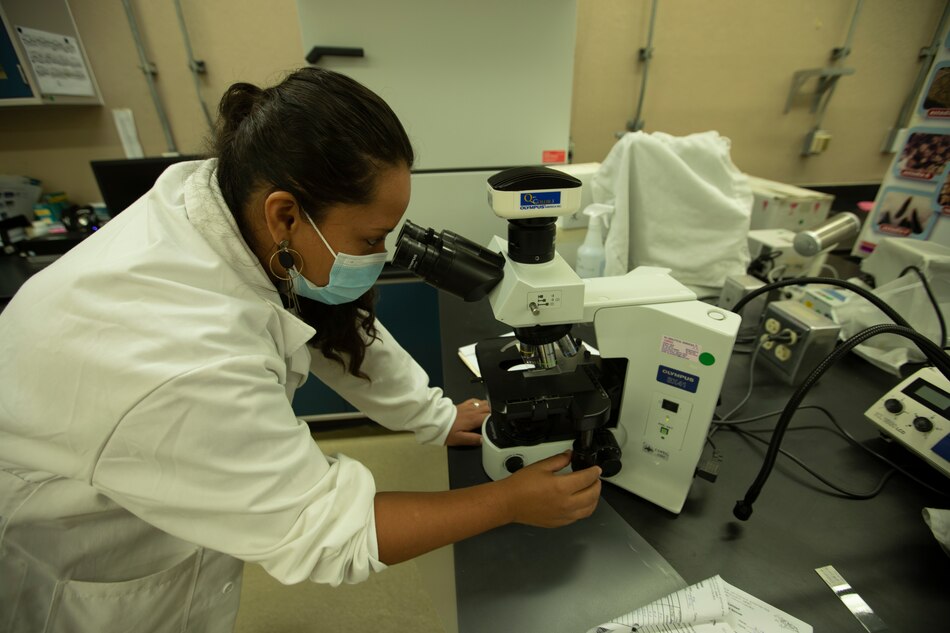 El gusano barrenador: qué es, cómo se transmite y cómo afecta a los humanos