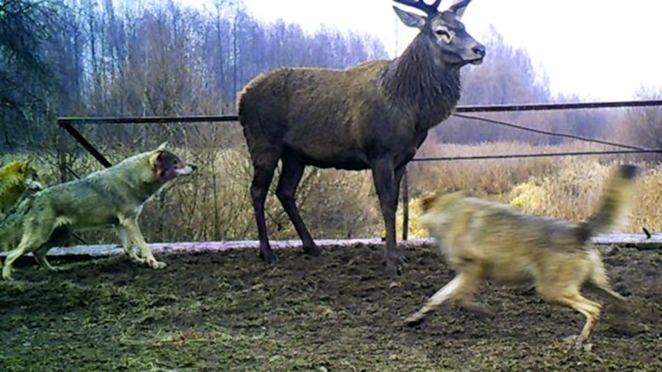 Sin humanos, vida salvaje retorna a Chernobyl