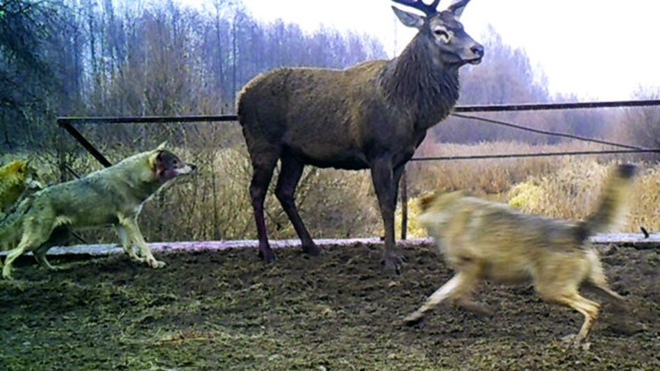 Sin humanos, vida salvaje retorna a Chernobyl
