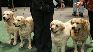 Los labradores se mantienen como perros favoritos en EU