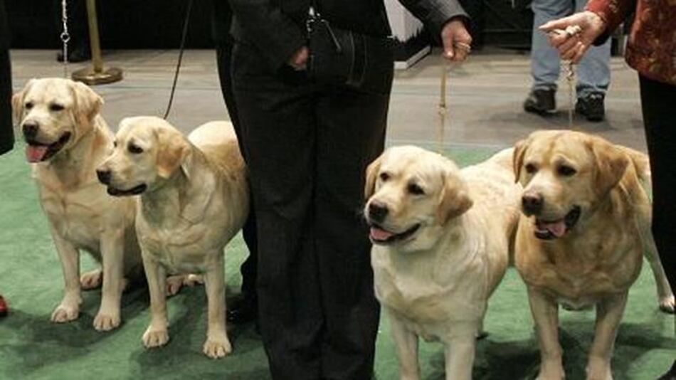 Los labradores se mantienen como perros favoritos en EU