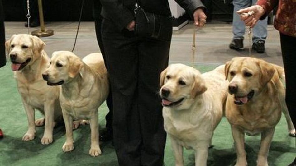 Los labradores se mantienen como perros favoritos en EU