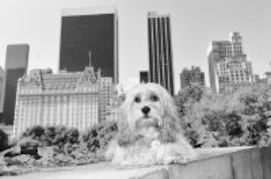 Hoy en ‘Tele 7’ ‘Benji, el perseguido’