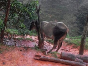 Reportan las primeras reses muertas en zona afectada de Azuero
