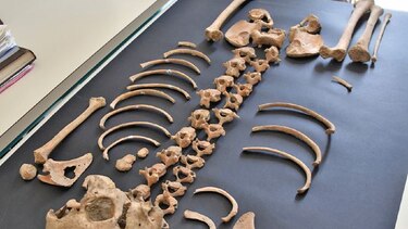 Sobre el último pequeño de Pompeya