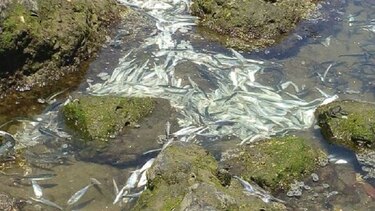 Ministerio de Ambiente confirma muerte masiva de peces en Playa Toro