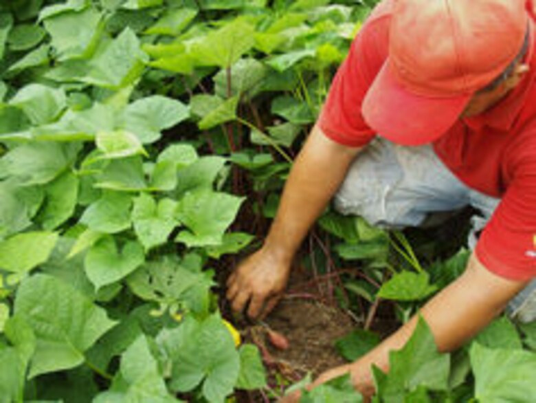 CIAT de Colombia evaluará camote cosechado en Azuero
