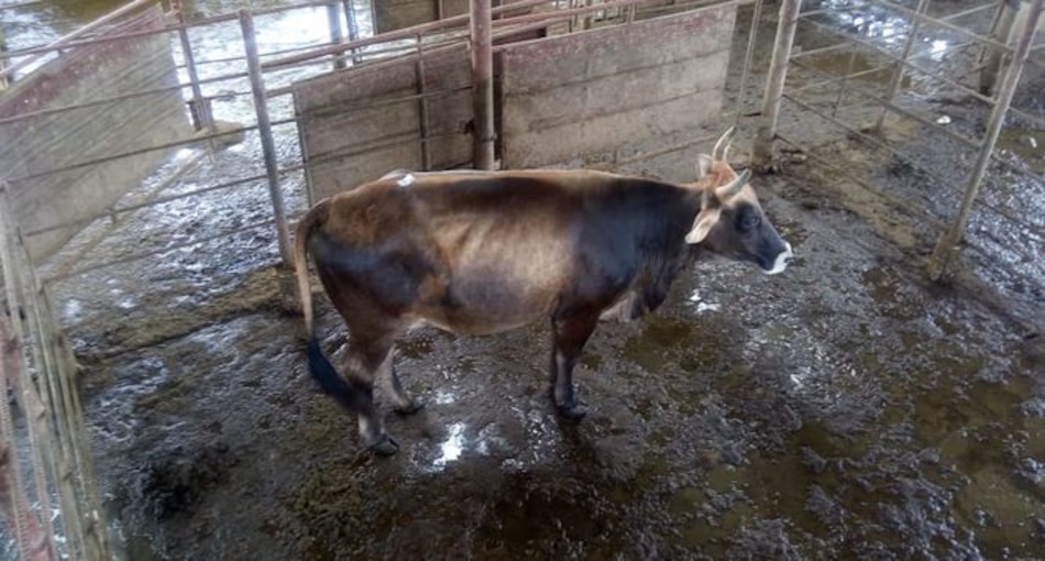 Siguen reportando casos de hurto pecuario en Azuero